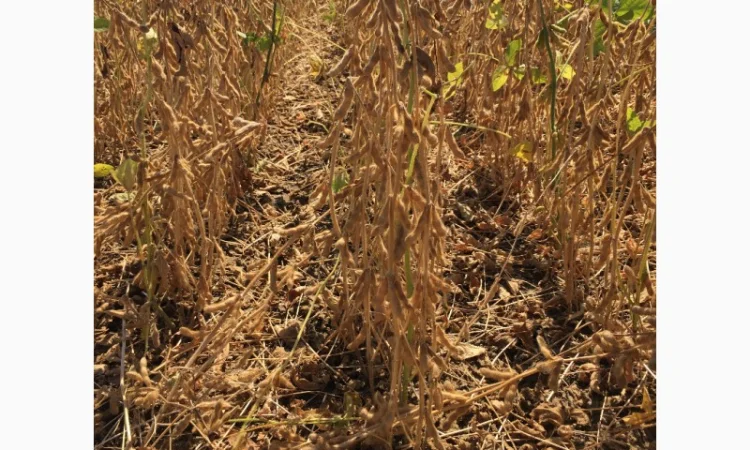 Закупаем сою на переработку - фото № 1