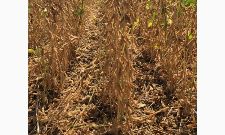 Куплю сою оптом - фото № 1