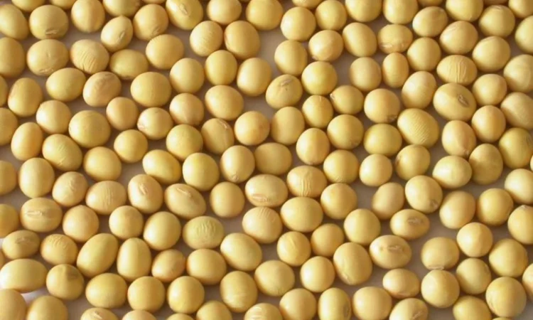 Продаж Насіння Сої сорту Артеміда (РН-1) - фото № 1