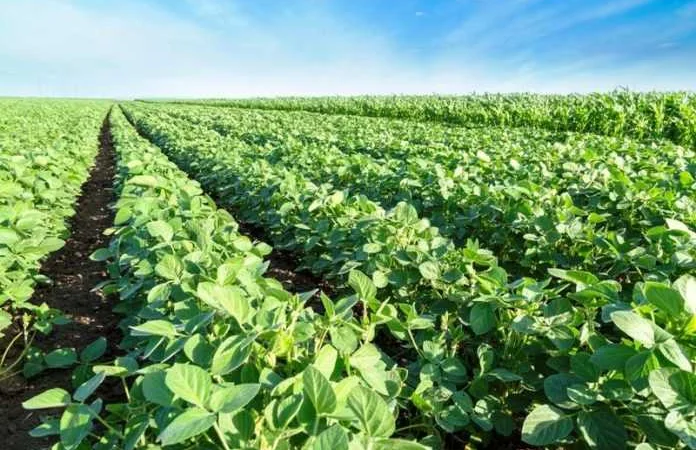 Продаж Насіння Сої сорту Оріана (РН-1) - фото № 2