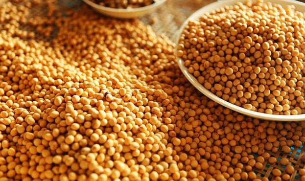 Продам сою 2 машинки ГМО, Харківська обл - фото № 1