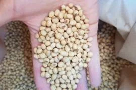 Продам сою ГМО 500 т, Полтавська обл - фото № 1