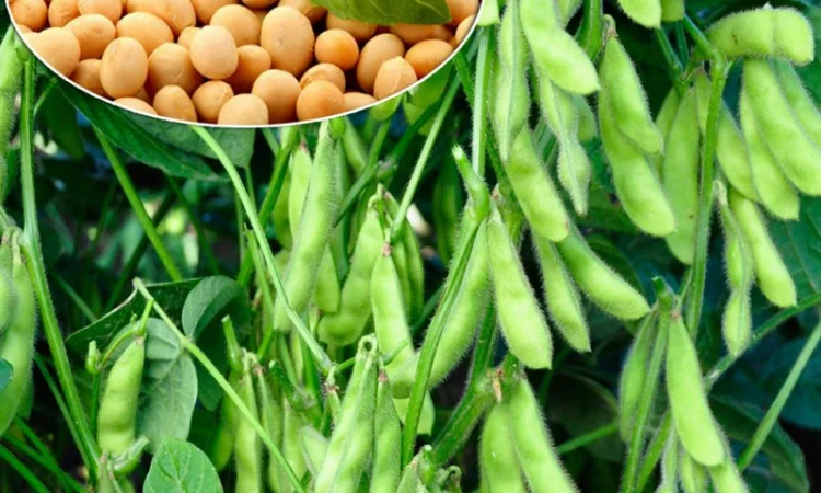 Куплю сою - фото № 1