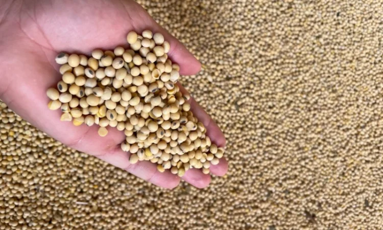 Продается соя с ПДВ по цене 19000 - фото № 1