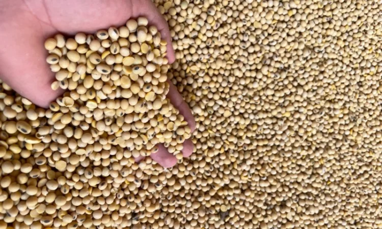 Продается соя с ПДВ по цене 19000 - фото № 2