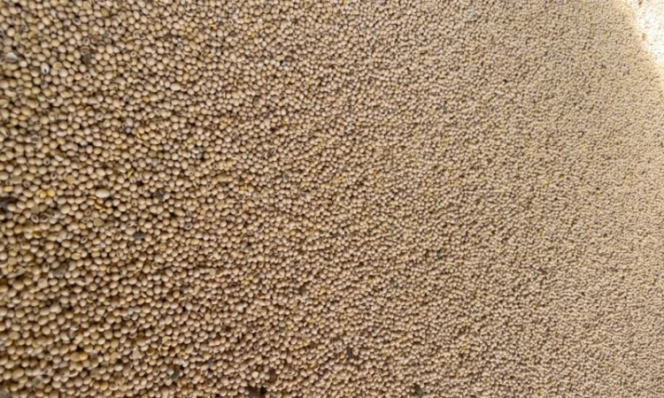 Продается соя с ПДВ по цене 19000 - фото № 3