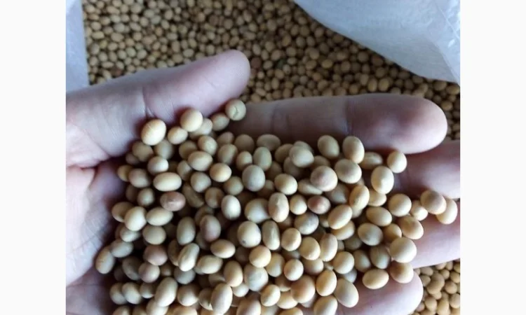 Соя S0009-M2 під раундап - фото № 1