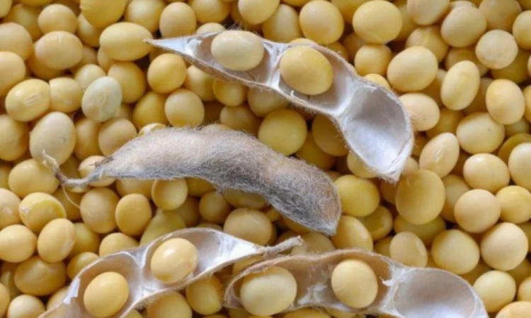 Закупівля СОЇ - фото № 1