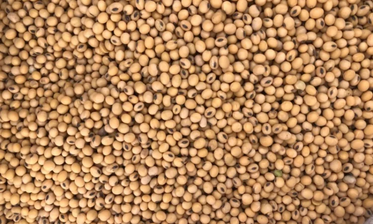 Насіння ранньої сої - фото № 1
