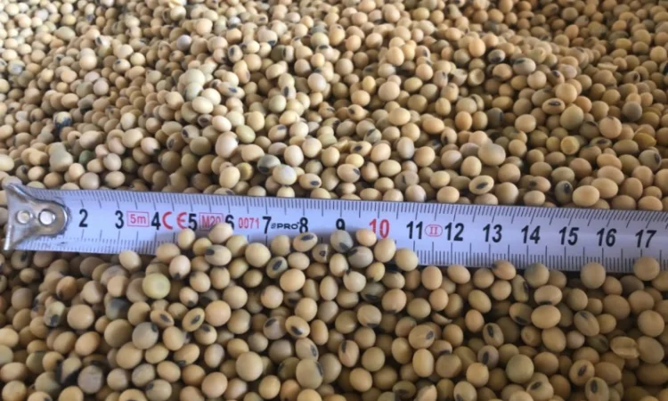 Насіння ранньої сої - фото № 2