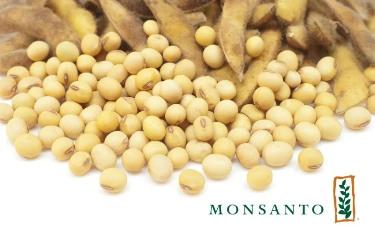 Соя устойчивая к раундапу – продажа семян - фото № 1