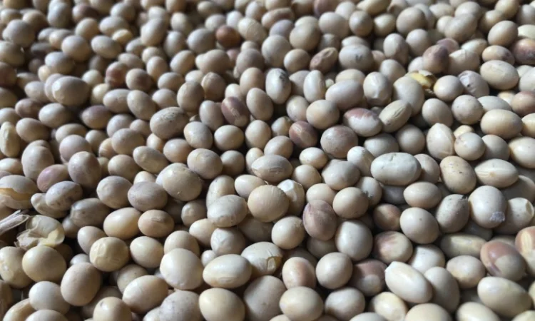 Продажа сои объемом 1000 тонн - фото № 1