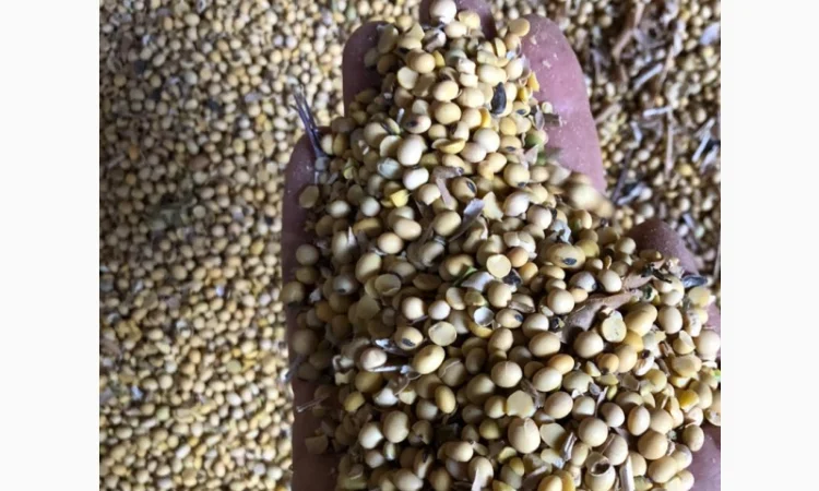 Соя половинка - фото № 1