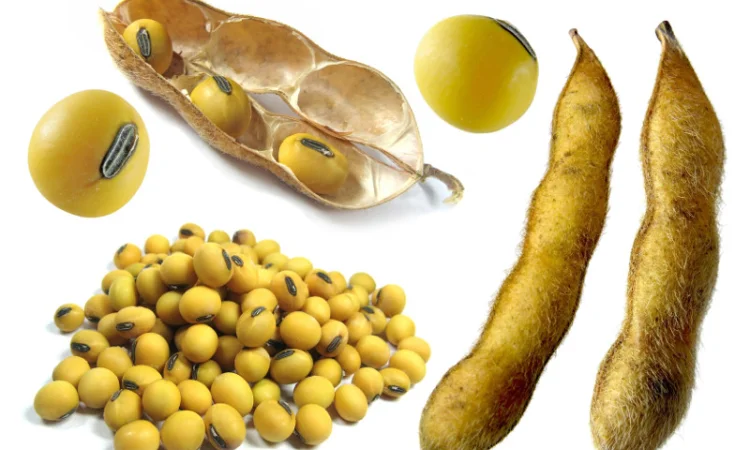 Купуємо сою. Заберемо з поля - фото № 1