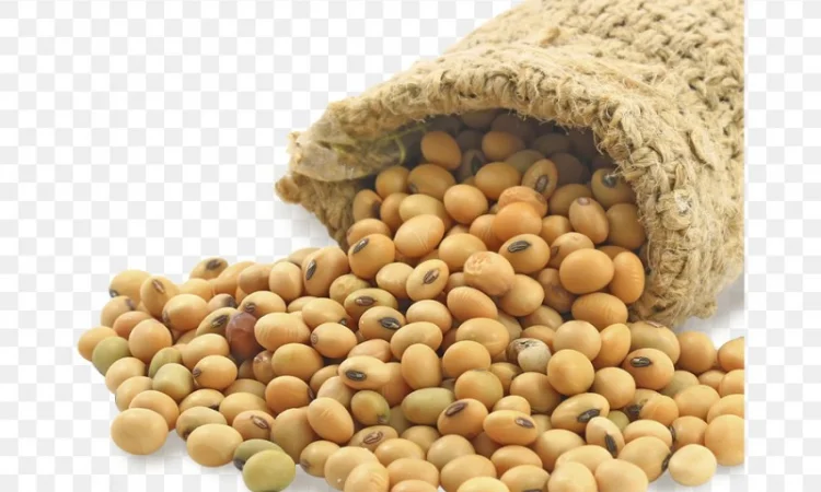 Купую сою оптом у будь-якій кількості - фото № 1