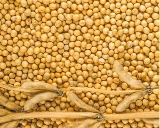 Куплю сою. Расчет на весах - фото № 1