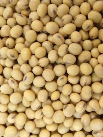 Куплю сою. Заберу своим транспортом - фото № 1