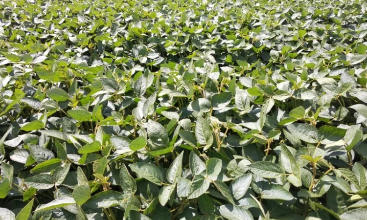 Соя насіння «PS 1401» - ранній сорт - фото № 1