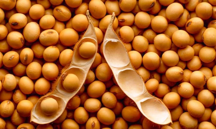 Соя насіння «PS 1401» - ранній сорт - фото № 2