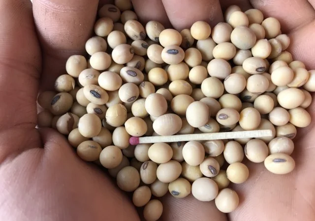 Семена сои Конор – 1-я репродукция - фото № 3