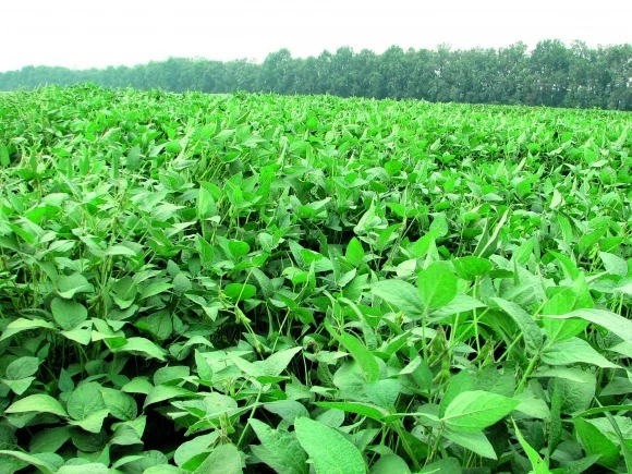 Семена сои Алмаз – раннеспелый сорт - фото № 1