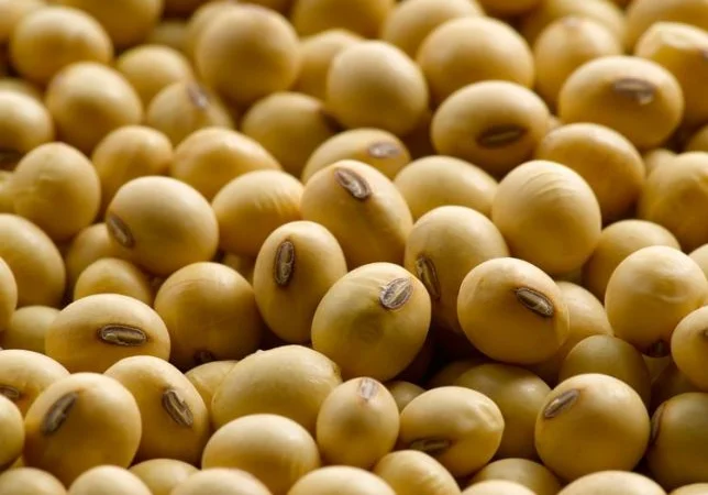 Семена сои Алмаз – раннеспелый сорт - фото № 2