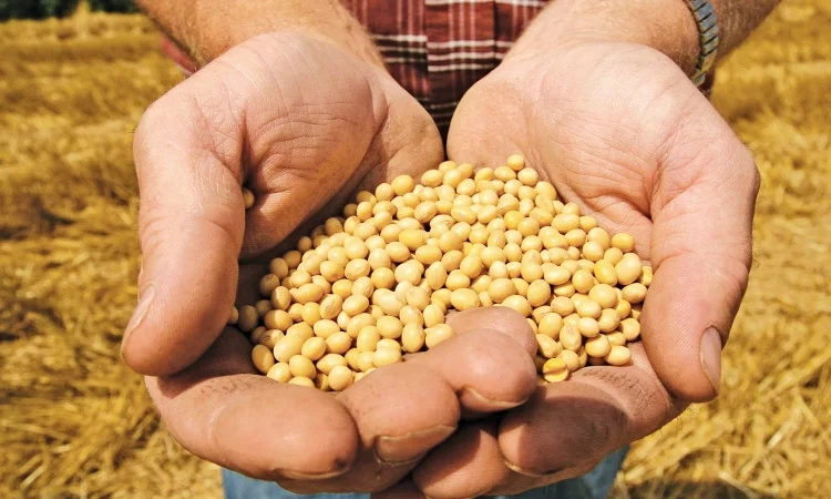 Семена сои Алмаз – раннеспелый сорт - фото № 3