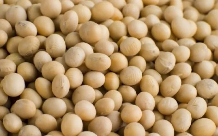 Семена сои Алмаз – раннеспелый сорт - фото № 4