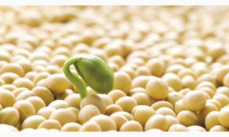 Семена сои Алмаз – раннеспелый сорт - фото № 8