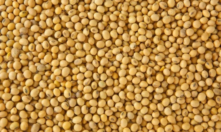 Закупаем сою на переработку. высокие цены - фото № 1