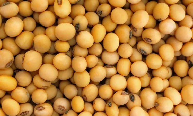 Продаж насіння сої сорту Кентуккі 1-Р - фото № 1