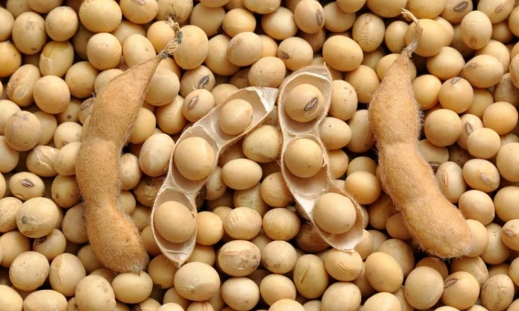 Куплю сою с высоким содержанием протеина - фото № 1