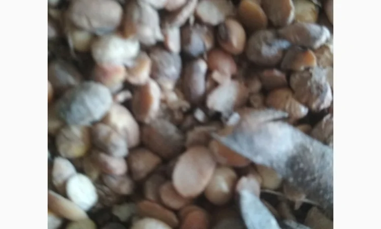 Куплю СОЮ - фото № 2