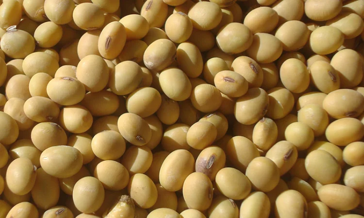 Куплю СОЮ на переробку соя - фото № 1