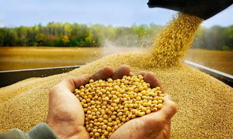 Куплю сою, зерно сои - фото № 1