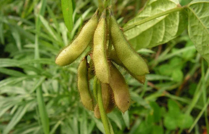 Куплю Сою - фото № 1