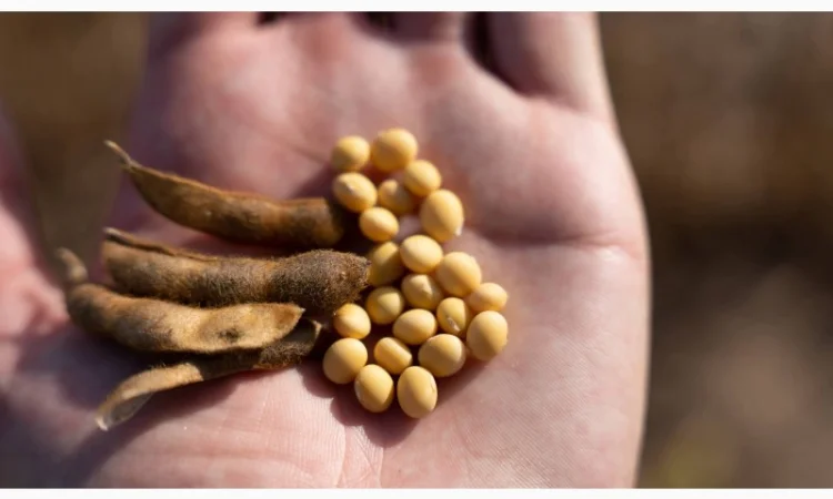 Купимо соєві висівки - фото № 1