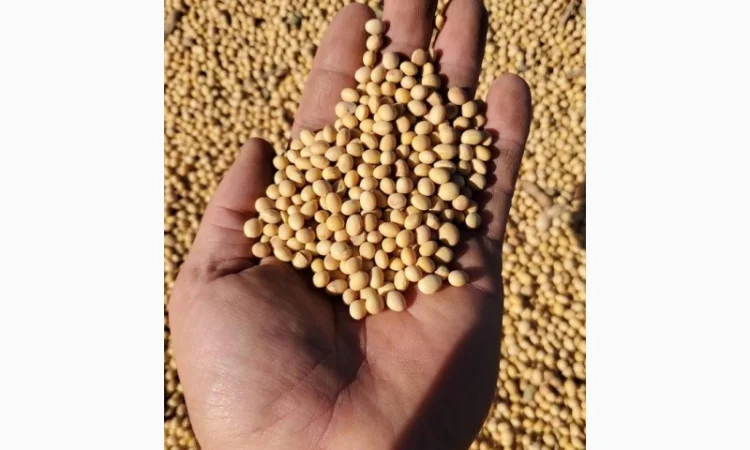 Куплю сою постійно. Запрошую до партнерства посередників - фото № 1