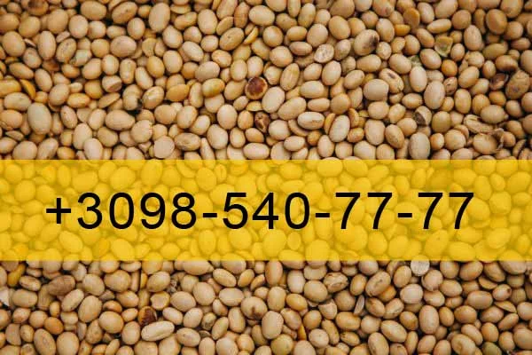 Купую Сою 2023 - фото № 1