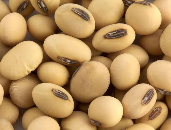 Закуповую Сою Хмельницька обл - фото № 1