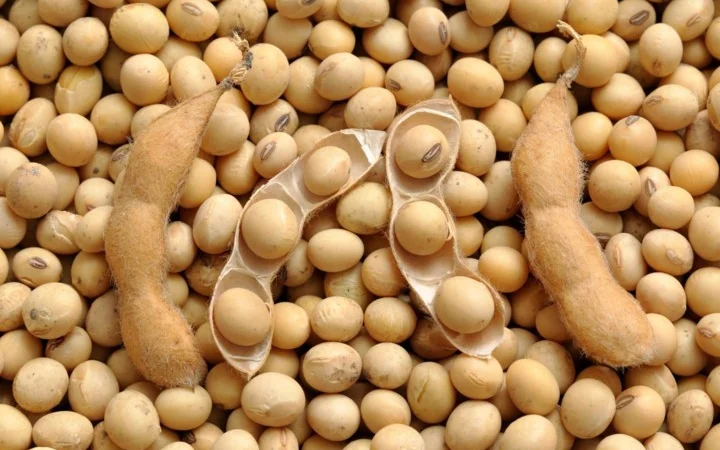 Куплю половинки Сои - фото № 1