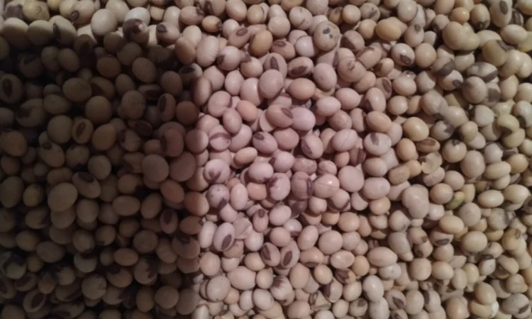 Насіння сої Аполло, середньо-ранній сорт, у продажу - фото № 1