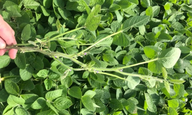 Соя рання посівна - фото № 1