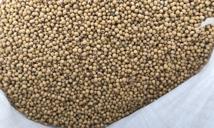 Соя рання посівна - фото № 2