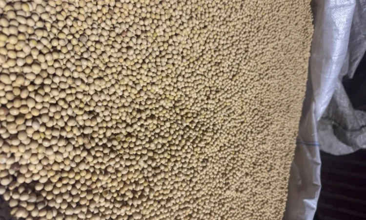 Соя на насіння сорт Хайпро ГМО - фото № 1