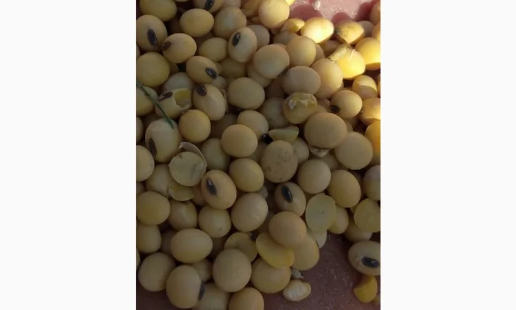 Куплю рипк Гречиху сою соняшник кукурузу пшеницю - фото № 1