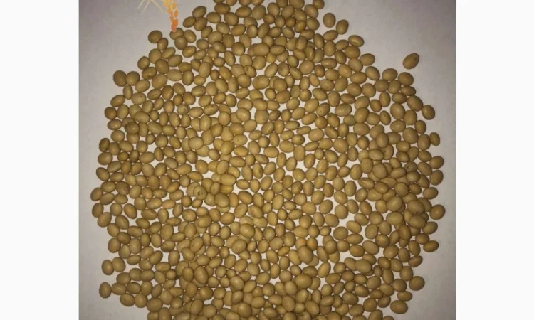 Продам семена сои S0009-M2 под Раундап RR2Y. ГМО - фото № 1