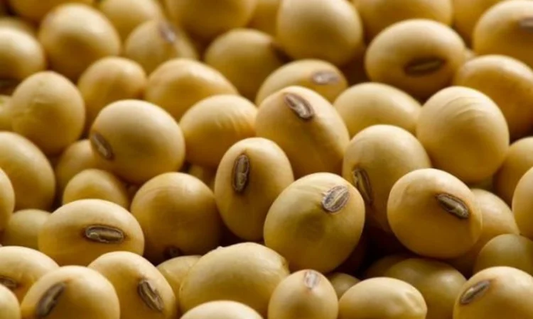 Посевная соя, ультраранняя, для посева, сорта RR2YS-04D3, Апполо, S0009, M2, Оникс - фото № 3