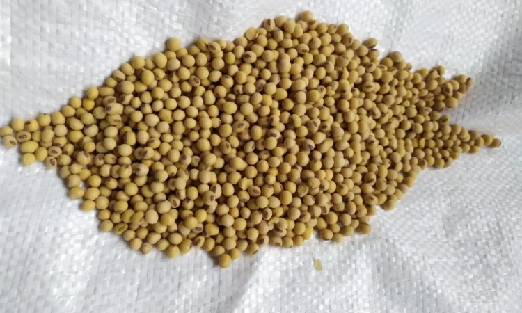 Посевная соя, ультраранняя, для посева, сорта RR2YS-04D3, Апполо, S0009, M2, Оникс - фото № 4