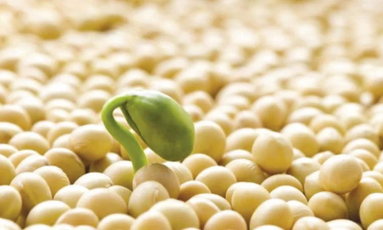 Посевная соя, ультраранняя, для посева, сорта RR2YS-04D3, Апполо, S0009, M2, Оникс - фото № 2